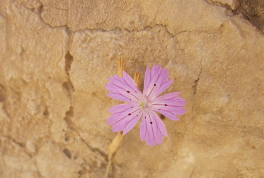 Flower in the desert